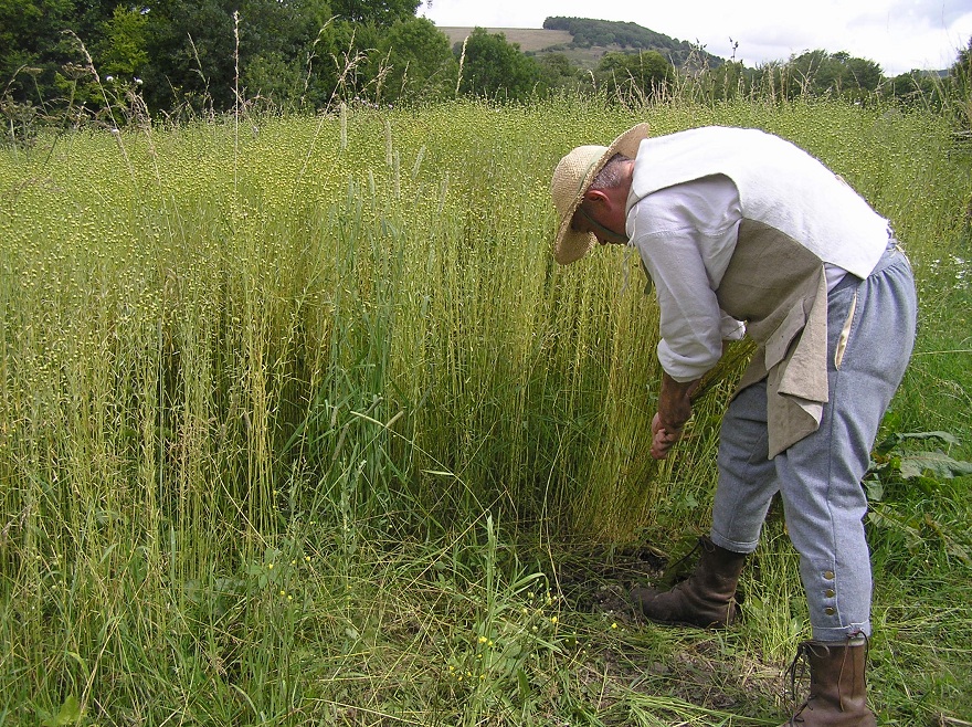 All about flax Weald and Downland
