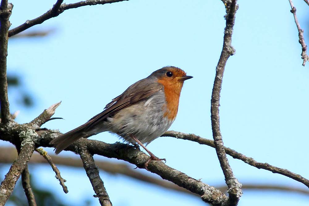 See robins and more birds at Weald & Downland Museum