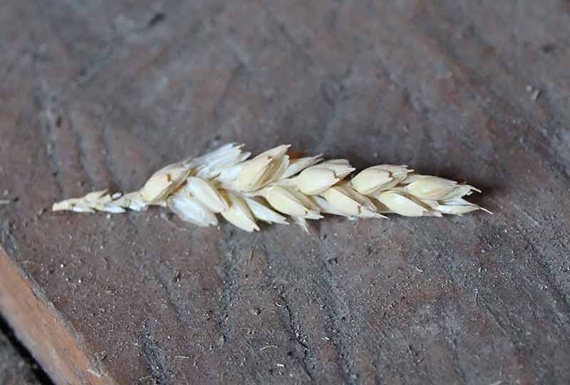 Coefold barn wheat ear