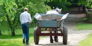 How to Care for & Manage Heavy Horses 261 Care and Management of Heavy Horses at the Weald and Downland Living Museum