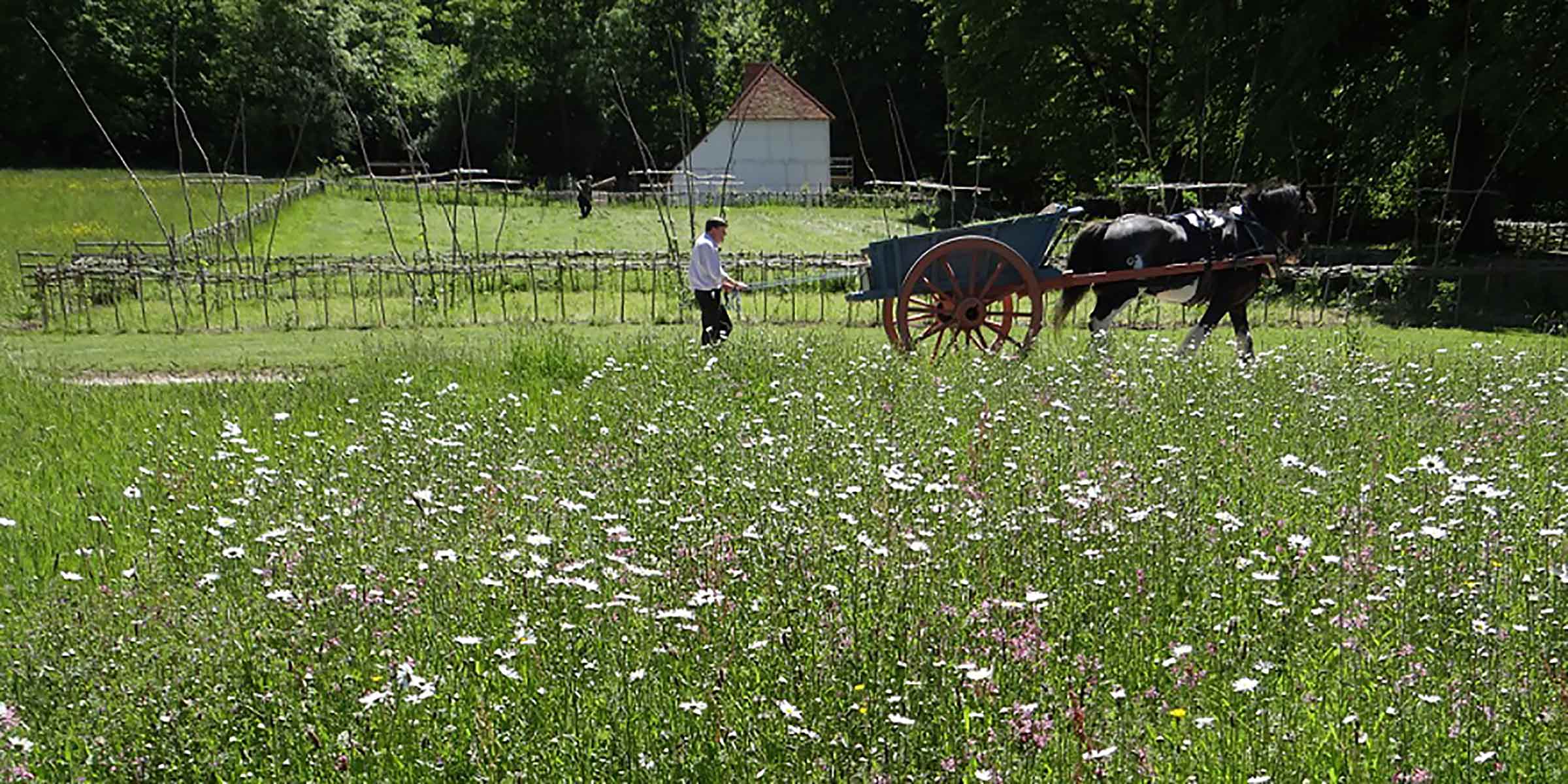 Wildflower meadow