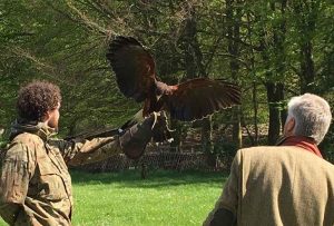 Introduction to falconry