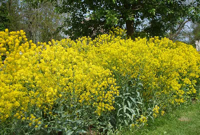 Woad in flower at the Museum