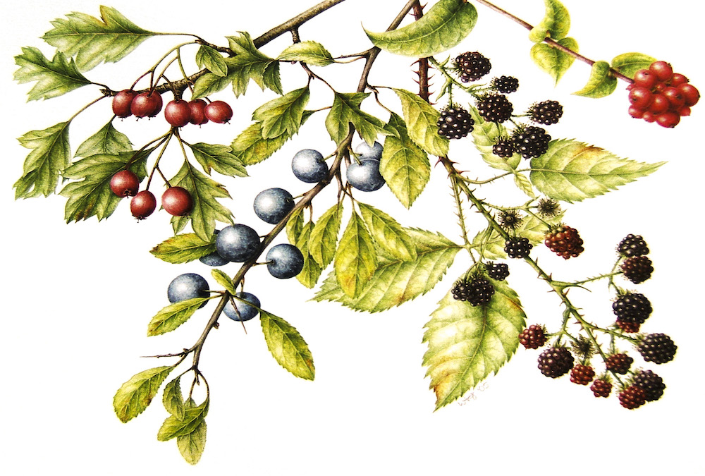 Botanical illustration hips haws and berries