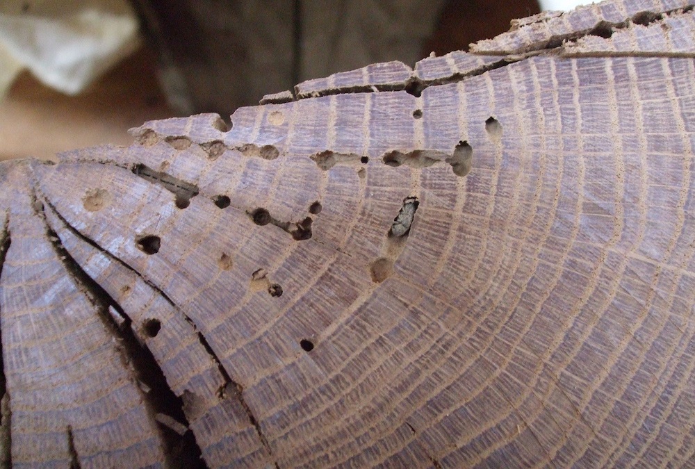 Timber decay and its treatment