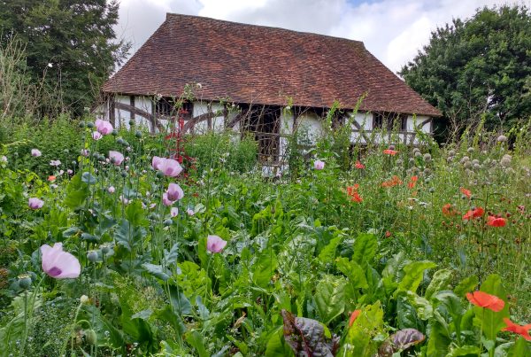 Bayleaf poppies