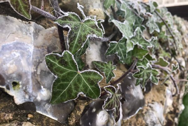 frosty Christmas ivy on a traditional historic wall