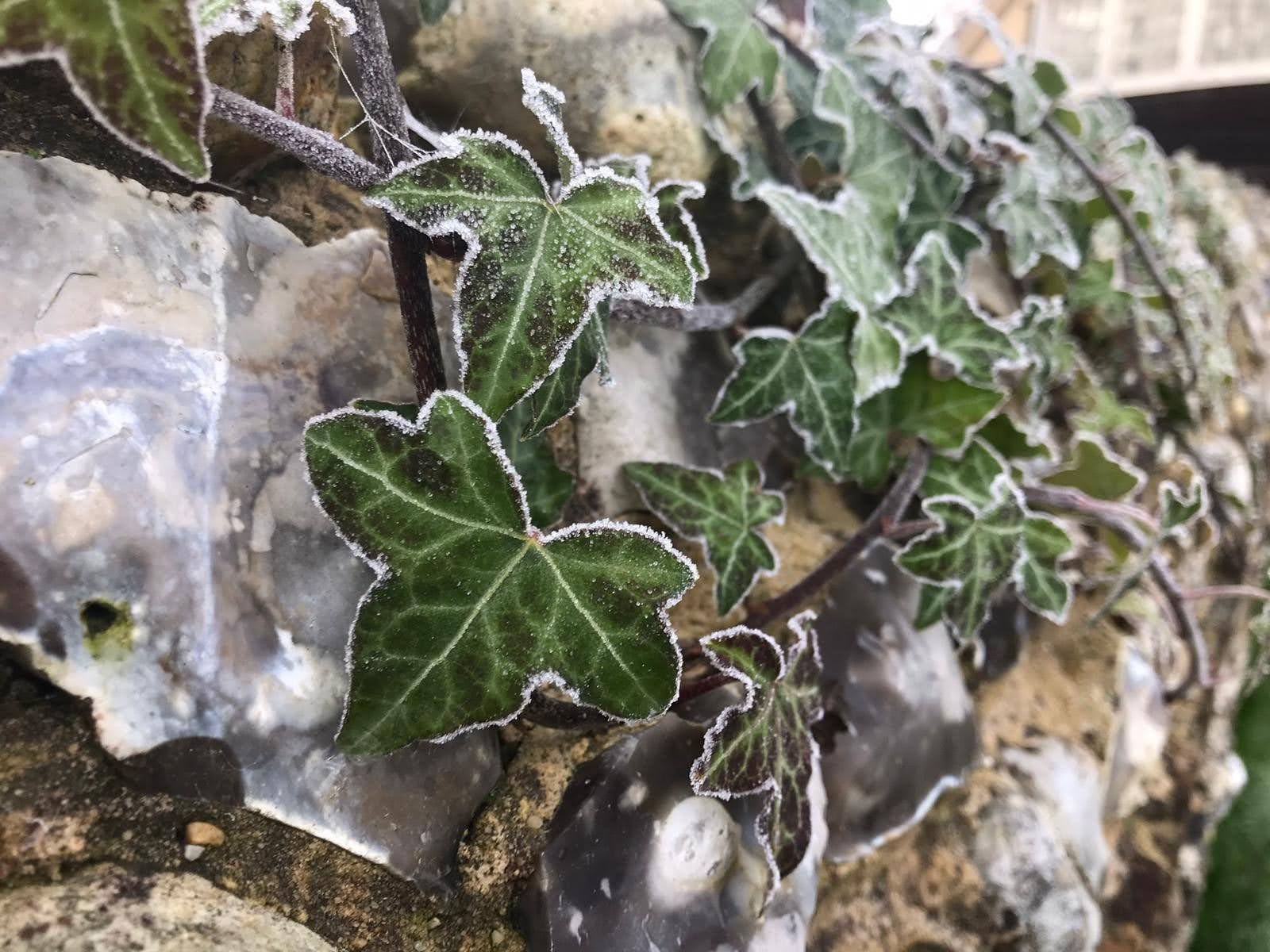 frosty Christmas ivy on a traditional historic wall