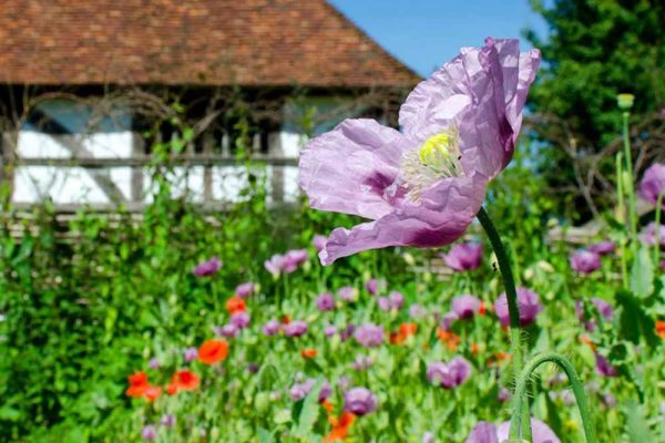 Weald & Downland Living Museum Bayleaf Garden