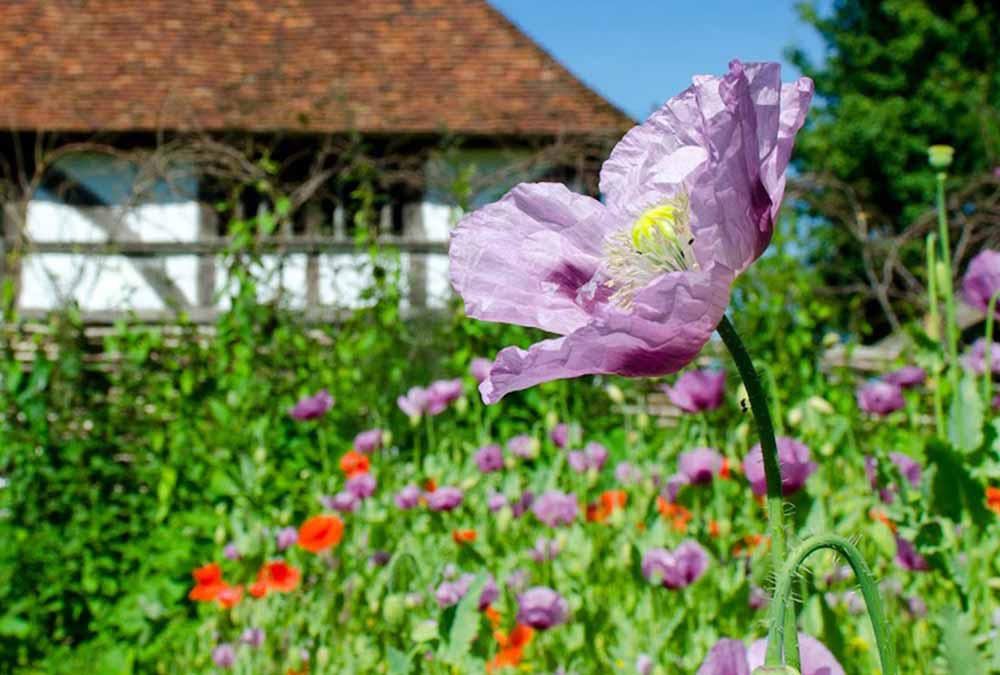 Weald Downland Living Museum Bayleaf Garden