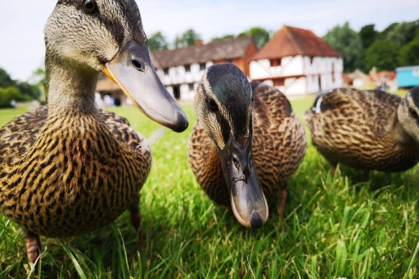 Weald & Downland Living Museum Ducks
