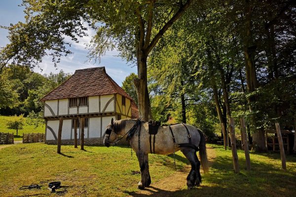 Weald & Downland Living Museum horse