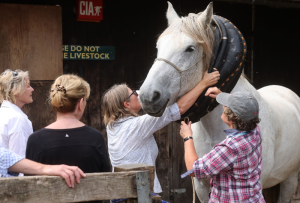 How to care for Heavy Horses course at the Weald & Downland Living Museum