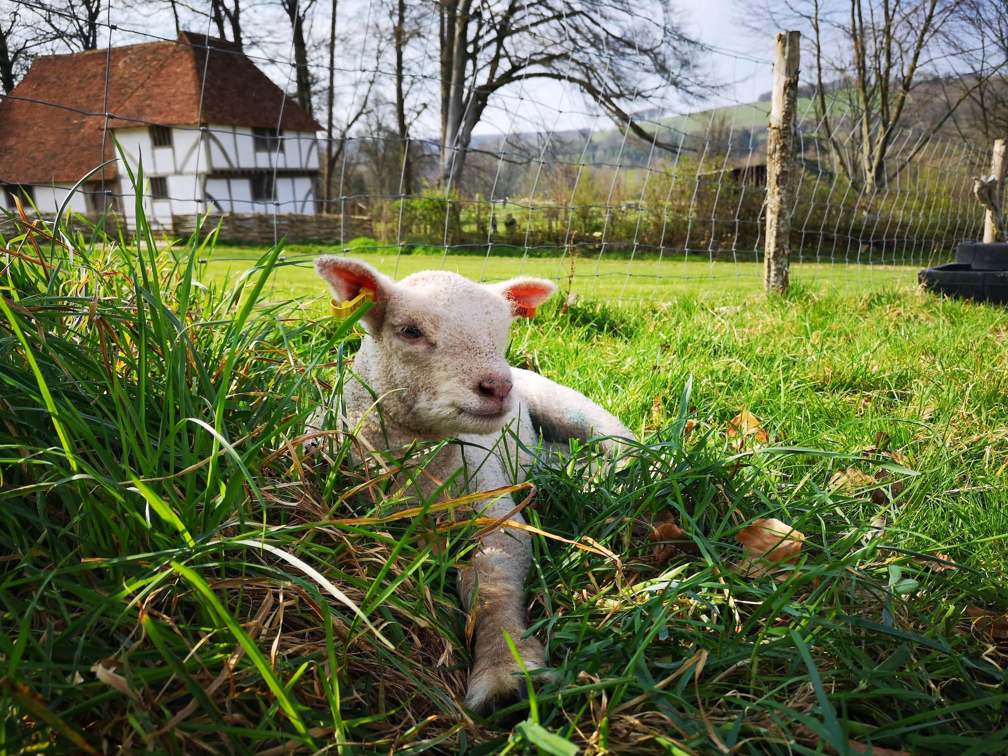 Spring Lambs at the Weald & Downland Living Museum